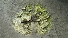 dailyPhoto2
